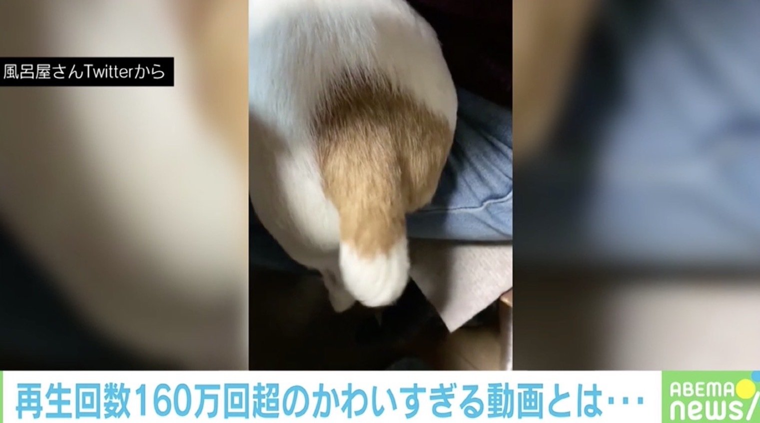 バネが入ってる 微振動する 犬の尻尾 に再生数160万超の反響 機嫌の良し悪しは 投稿主を取材 国内 Abema Times