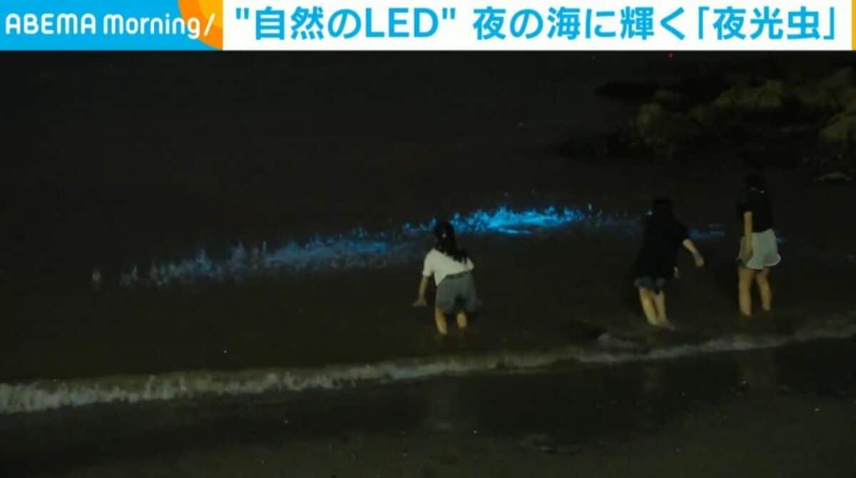 自然のLED” 夜の海に輝く「夜光虫」 | 国内 | ABEMA TIMES
