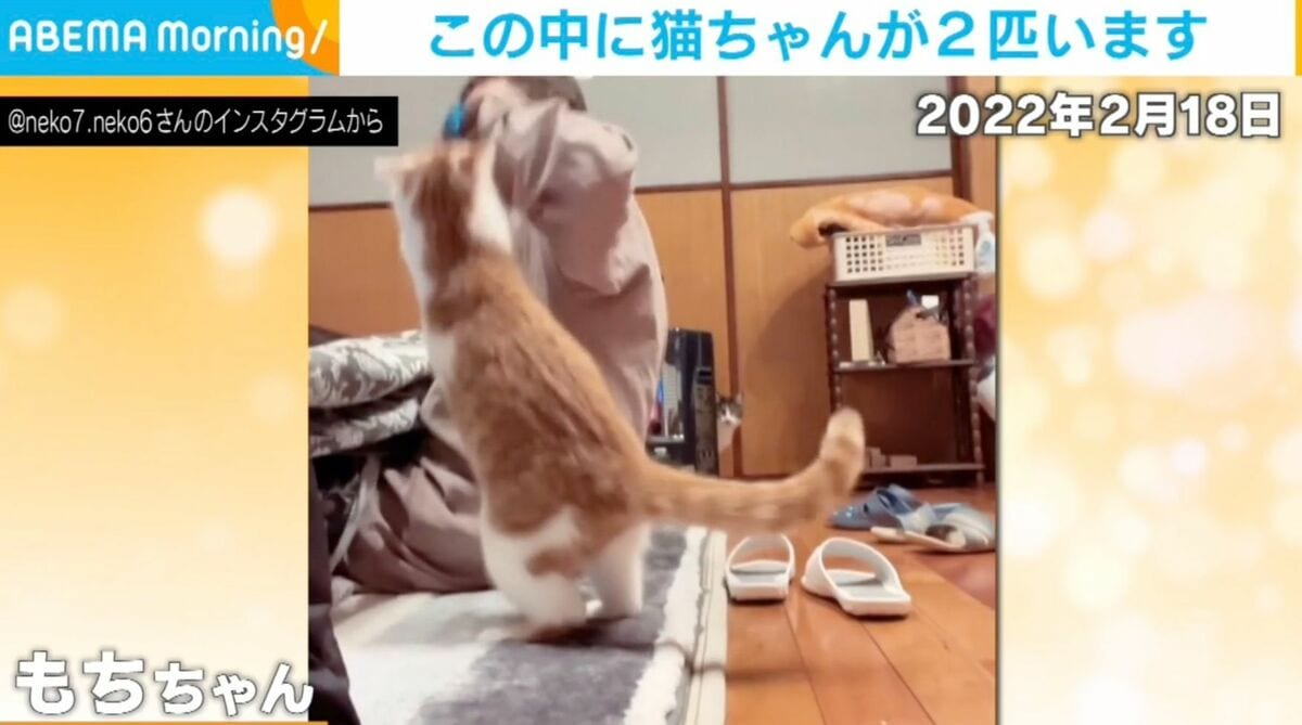 お母さんに全力で絡む猫…4年経った今も変わらぬ“強気”な姿 | 話題