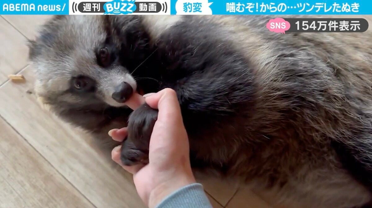 ツンデレすぎるタヌキ！威嚇から甘えるまでの変わり身に「なにこの