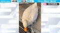  “世界最小”のアヒルに水をかけると…衝撃の撥水性！ 「公園の噴水みたいになってる」驚きの声