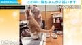 お母さんに全力で絡む猫…4年経った今も変わらぬ“強気”な姿