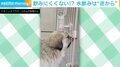 それ逆じゃない！？不思議な水飲みをする犬 「お顔にスーパーフィット！」「天才の飲み方」の反響