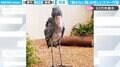 「動かない鳥」ハシビロコウのゆっくり体操！珍しい“ストレッチ”動画に「太極拳みたい」「素晴らしい体幹！」と反響
