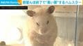 お散歩切り上げで激怒!? ケージに張り付き“悪い顔”するハムスターに「吹きました」「わっるい顔w」と爆笑の声