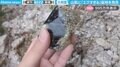 投稿者「エグすぎる」と驚き!山の中で光り輝く“鉱物”発見に「胸熱過ぎる!」「コロンと落ちてるものなんですね!」と反響