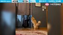 壁立ち姿で飼い主を“出待ち” 猫との駆け引きが「至極のいないいないばあっ」