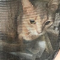 しょうくん『ラピまろの健康診断』