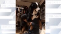 「大型犬は落ち着きがあるって言ったの誰？」