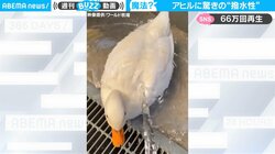  “世界最小”のアヒルに水をかけると…衝撃の撥水性！ 「公園の噴水みたいになってる」驚きの声