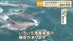 八代海にイルカの大群　名物のタチウオ漁獲ゼロ　専門家「因果関係ある」