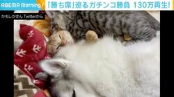 犬の背中を独占したくて… 高速アッパー攻撃！壮絶な猫同士の場所とり合戦