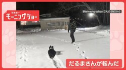 「バレないワン」　見てぬ間にジリジリ前進…ストップ！　だるまさんが転んだしてる？