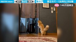 壁立ち姿で飼い主を“出待ち” 猫との駆け引きが「至極のいないいないばあっ」
