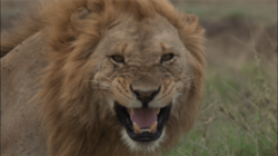 『劇場版 ダーウィンが来た！ アフリカ新伝説』葵わかなナレーション入り本予告映像＆本ビジュアル解禁