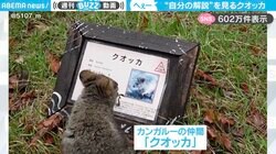 「文字読めてるとしか思えないw」“自分の解説”を見ながら、草を食べるカンガルーの仲間『クオッカ』がSNSで話題沸騰！