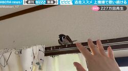 捕まえようとすると歌いながら逃げる！ 可愛すぎる鳥と飼い主の捕獲劇が話題に 「癒された」「キレイな歌声」