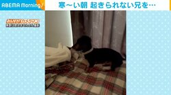 寝ている兄を起こす犬 布団を一枚ずつはがす方法に飼い主「ちょっと嫌だな〜」