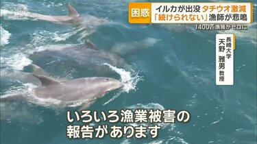 八代海にイルカの大群 名物のタチウオ漁獲ゼロ 専門家「因果関係ある