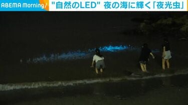 自然のLED” 夜の海に輝く「夜光虫」 | 国内 | ABEMA TIMES
