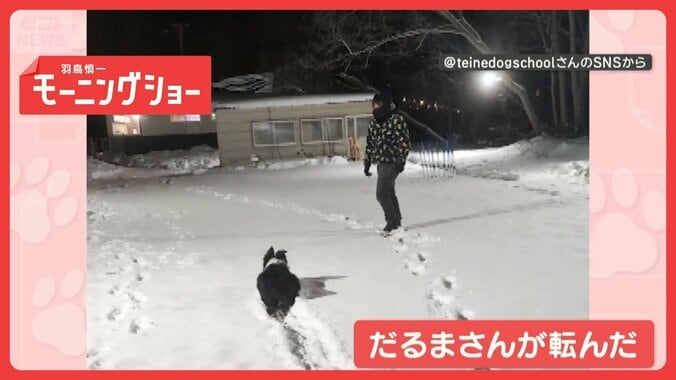 「バレないワン」　見てぬ間にジリジリ前進…ストップ！　だるまさんが転んだしてる？ 1枚目