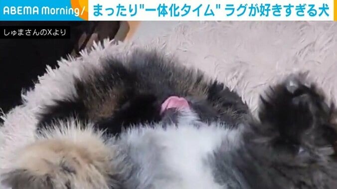 ペキニーズの朱鞠くん