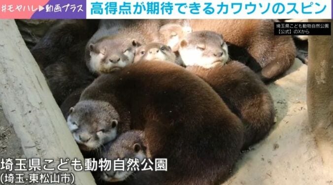 コツメカワウソ