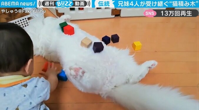 4兄妹に注がれた猫4匹の愛情が話題 “完全無防備”な姿に「癒される」の声も 1枚目