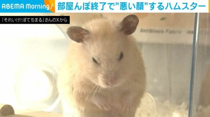 ぽてちまるくん