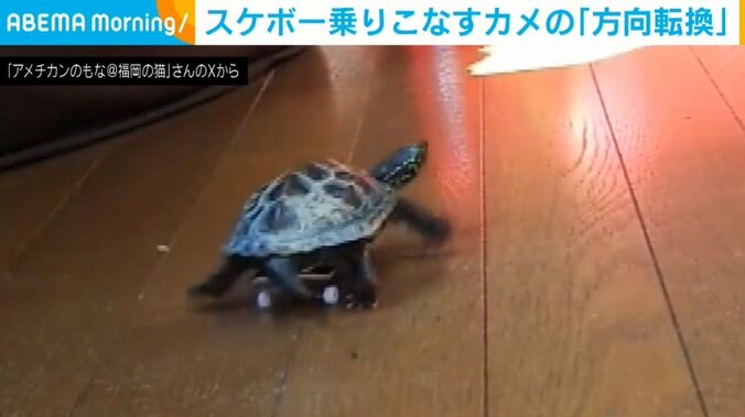 クサガメの軍曹くん