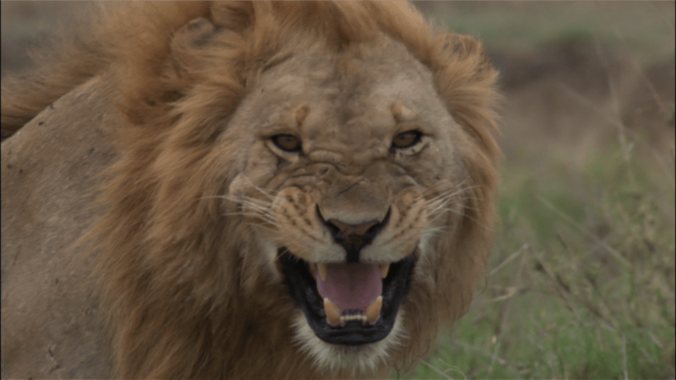 『劇場版 ダーウィンが来た！ アフリカ新伝説』葵わかなナレーション入り本予告映像＆本ビジュアル解禁 1枚目