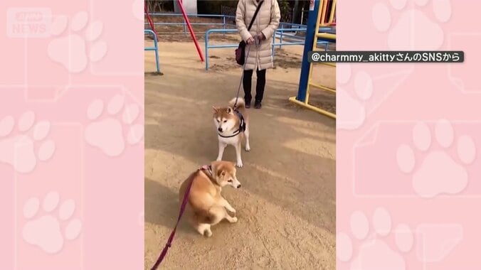 仲良しの犬を見かけてグルグル…