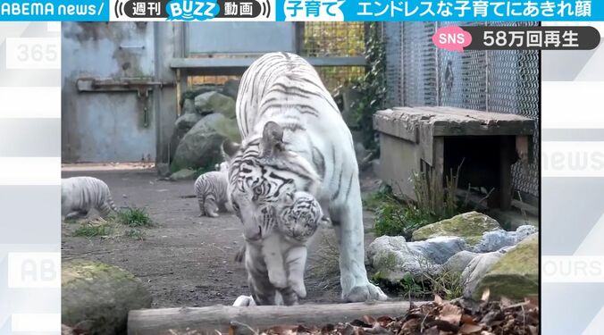 動き回るヤンチャな子トラたちに苦労する母トラ…やれやれな表情に共感の声「子育てはどこも大変」「最後、無理ぃってなってるw」 1枚目