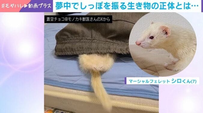 シロくん
