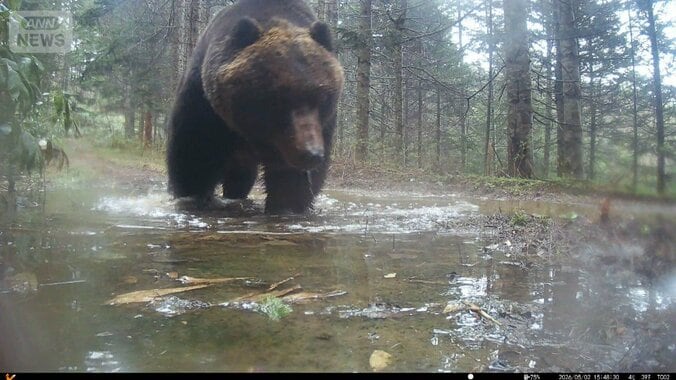 冬眠明けなのに…300kg「メタボヒグマ」北海道で出没　秋田では今年初の人身被害も 1枚目