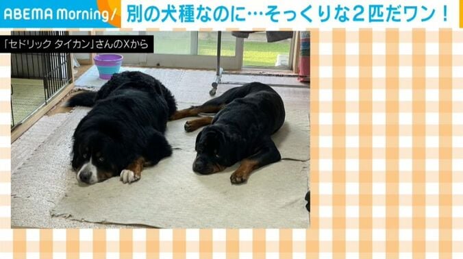 セドリックくんとタイカンくん