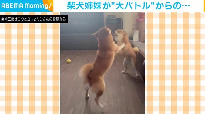 柴犬姉妹