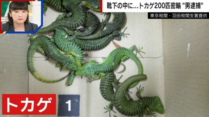 東京税関・羽田税関支署提供