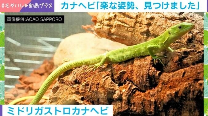 カナヘビ