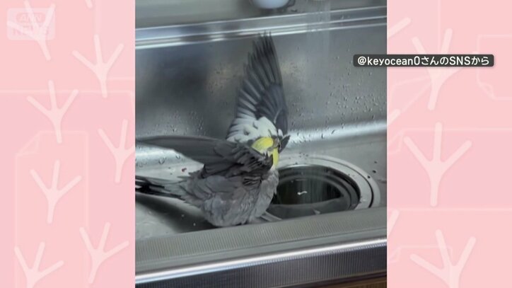 何度も翼を広げる