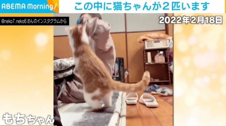モチちゃん