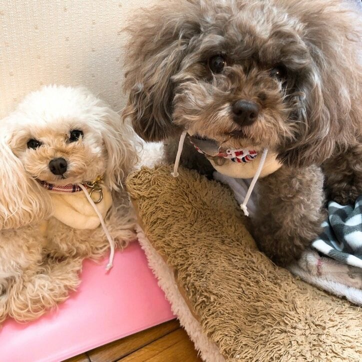 堀ちえみ、“本当に大変”だった1年を振り返る「家族の絆で生命を繋いだ」