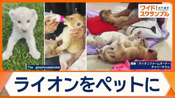 タイでライオンをペットに　子どもが重傷を負う事態　違法輸出も問題に