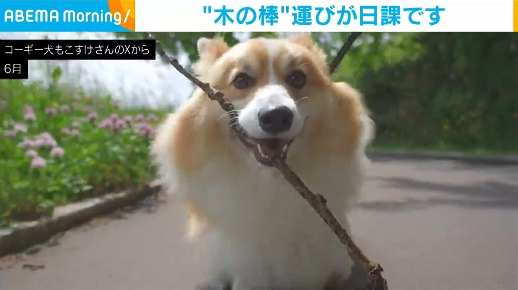 木彫りのコーギー 雨の散歩 木彫りのコーギー散歩シリーズ（ご予約済