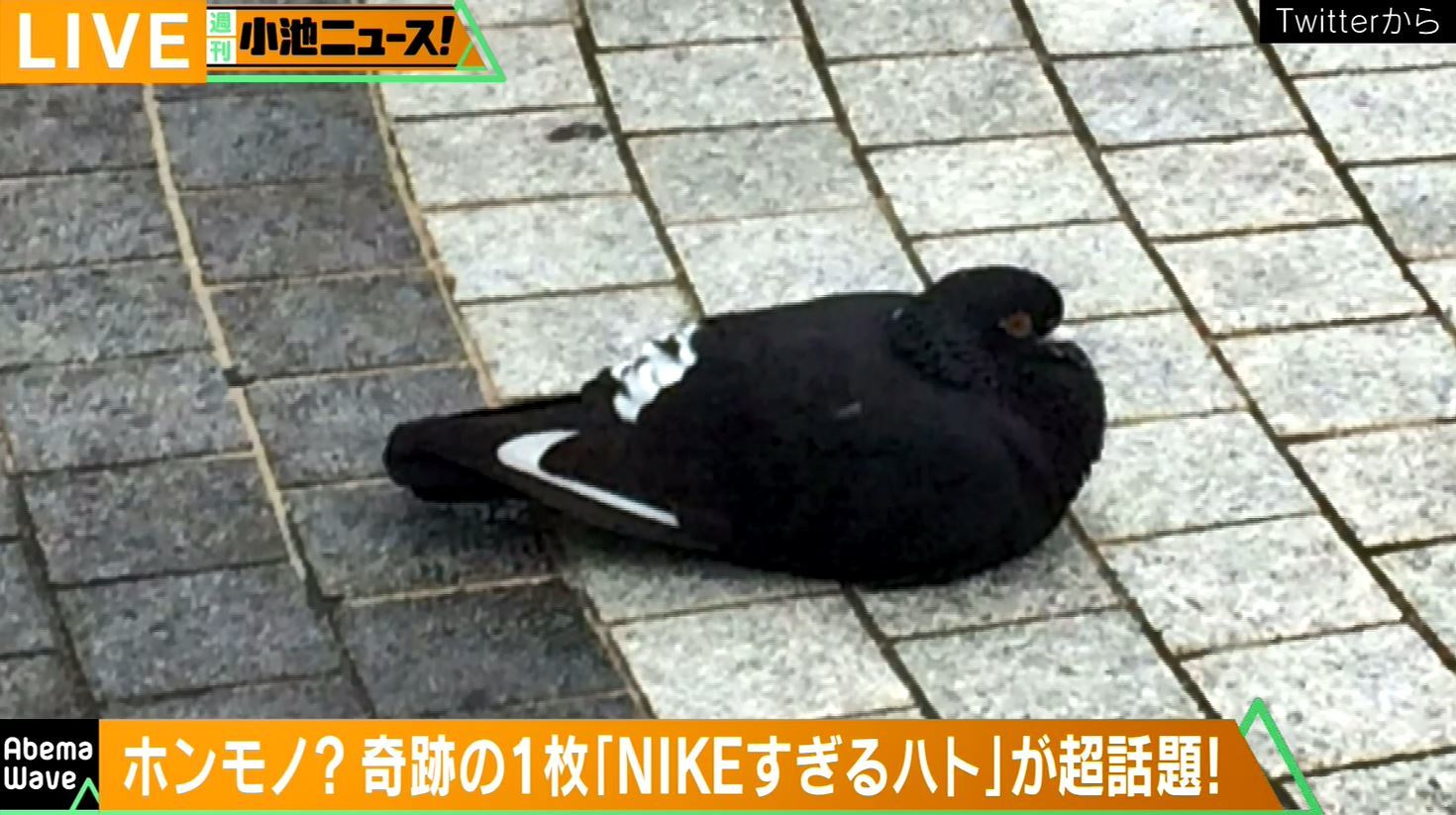 ナイキ 鳩 オファー スニーカー