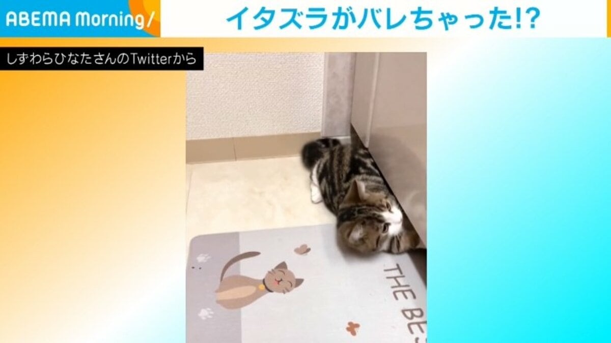 イタズラ見つかり横走りする猫 焦って逃げる姿に 何回でも見ても飽きない 逃げ方アニメ と反響 話題 Abema Times