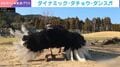 「人入ってる？」ダイナミックに踊るダチョウの姿に反響「すごい初めて見た」「どうなってんの」などの声