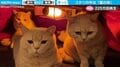 4匹の猫が失踪…飼い主も“驚愕”の発見場所に「これは暖密」ツッコミの声