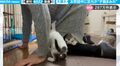 掃除中に生後3か月の子猫たちが足元で暴れまくり！隠れたり飛び掛かったり、キツい体勢のまま動けない飼い主をよそに遊びまくる猫たちがかわいすぎる