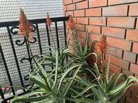 デヴィ夫人『アロエの花が咲きました』